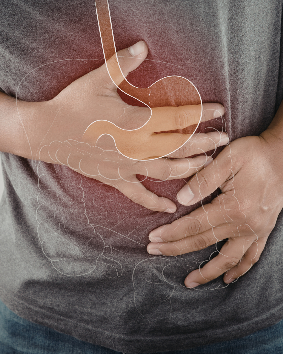 ventre et digestion